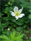 Анемона виргинская (Anemone virginiana) Семена 20 штук 87654456787654 - фото 687