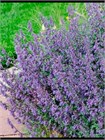 Семена Котовник узколистный (Nepeta angustifolia) 100 штук 6578595067 - фото 688