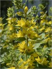 Вербейник даурский (Lysimachia ephemerum) Семена 50 штук 2456789876543 - фото 791