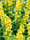 Вербейник даурский (Lysimachia ephemerum) Семена 50 штук 2456789876543 - фото 792