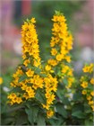 Вербейник даурский (Lysimachia ephemerum) Семена 50 штук 2456789876543 - фото 793