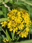 Вербейник даурский (Lysimachia ephemerum) Семена 50 штук 2456789876543 - фото 794