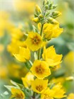 Вербейник даурский (Lysimachia ephemerum) Семена 50 штук 2456789876543 - фото 795