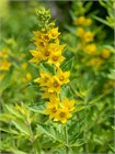 Вербейник даурский (Lysimachia ephemerum) Семена 50 штук 2456789876543 - фото 798