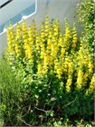 Вербейник даурский (Lysimachia ephemerum) Семена 50 штук 2456789876543 - фото 799