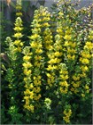 Вербейник даурский (Lysimachia ephemerum) Семена 50 штук 2456789876543 - фото 800