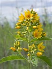 Вербейник даурский (Lysimachia ephemerum) Семена 50 штук 2456789876543 - фото 801