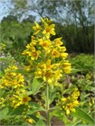 Вербейник даурский (Lysimachia ephemerum) Семена 50 штук 2456789876543 - фото 802