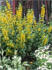 Вербейник даурский (Lysimachia ephemerum) Семена 50 штук 2456789876543 - фото 805