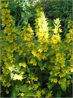 Вербейник даурский (Lysimachia ephemerum) Семена 50 штук 2456789876543 - фото 807