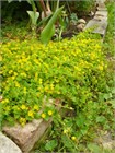 Вербейник даурский (Lysimachia ephemerum) Семена 50 штук 2456789876543 - фото 808