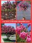 Лагерстремия индийская (Lagerstroemia indica) Семена 20 штук semena_lager - фото 869