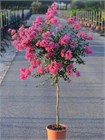 Лагерстремия индийская (Lagerstroemia indica) Семена 20 штук semena_lager - фото 871