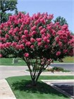 Лагерстремия индийская (Lagerstroemia indica) Семена 20 штук semena_lager - фото 872