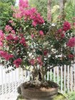 Лагерстремия индийская (Lagerstroemia indica) Семена 20 штук semena_lager - фото 873