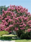 Лагерстремия индийская (Lagerstroemia indica) Семена 20 штук semena_lager - фото 874