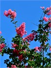 Лагерстремия индийская (Lagerstroemia indica) Семена 20 штук semena_lager - фото 875