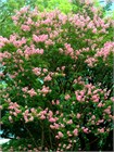 Лагерстремия индийская (Lagerstroemia indica) Семена 20 штук semena_lager - фото 876