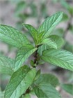 Мята перечная (Mentha piperita) семена 100 штук semena_myata - фото 983