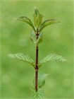 Мята перечная (Mentha piperita) семена 100 штук semena_myata - фото 989