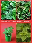 Мята перечная (Mentha piperita) семена 100 штук semena_myata - фото 990