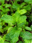 Мята перечная (Mentha piperita) семена 100 штук semena_myata - фото 992