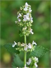 Мята перечная (Mentha piperita) семена 100 штук semena_myata - фото 997